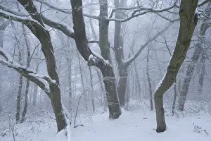 Snow-covered beech forest in the fog
