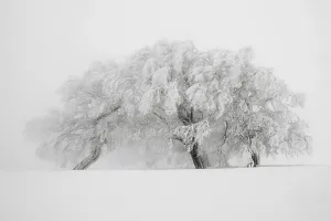 Snow-covered beech tree shaped by the wind on Mt Schauinsland near Freiburg