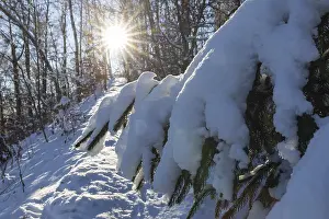 Snow-covered branch of a conifer in the sunlight