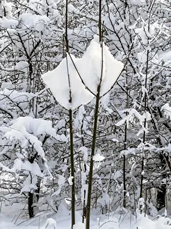 Snow-covered branches in forest in Ystad