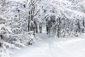Snow-covered branches and a path under the trees