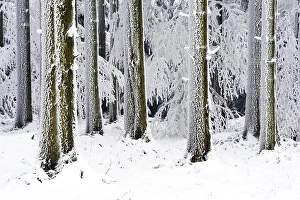 Snow-covered coniferous forest