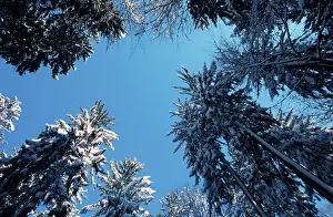 Snow covered coniferous trees, Europe