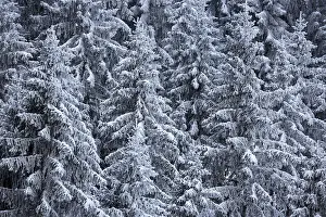 Snow-covered conifers, Black Forest