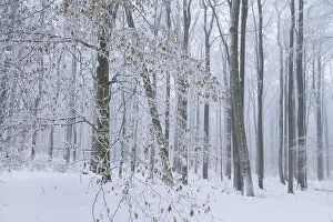 Snow-covered deciduous forest in the fog