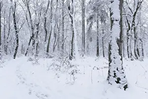 Snow-covered deciduous forest in winter