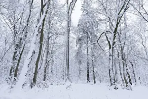 Snow-covered deciduous forest in winter