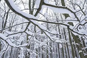 Snow-covered deciduous forest in winter