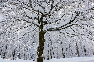 Snow-covered deciduous tree, Plitvice Lakes National Park