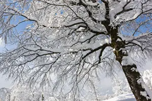 Snow-covered deciduous tree, Plitvice Lakes National Park