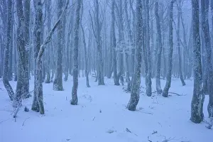 Framed Print : Snow-covered dense forest with slender Framed Print : Snow-covered dense forest with slender