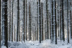 Snow-covered fir plantation on Feldberg Mountain in the Taunus Ranges