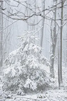 Snow-covered fir tree in a winter forest with snow