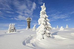 Category Mountain Landscapes Prints: Snow-covered fir trees with Feldberg tower