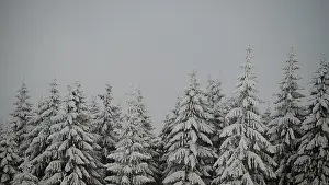 Snow-covered fir trees under grey skies