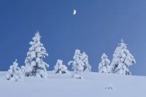 Snow-covered fir trees with moon