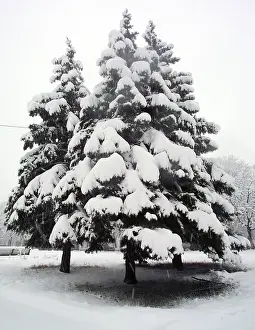 Snow-covered fir trees in winter forest