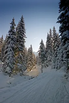 Snow-covered forest, Austria, Europe