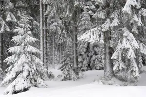 Snow-covered forest, Brocken, Blocksberg
