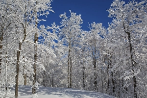 Snow covered forest, Eastern Townships