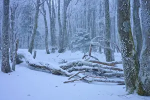 Snow-covered forest with fallen branches and heavy snowfall