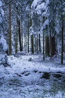 Snow-covered forest floor and trees in a quiet winter forest
