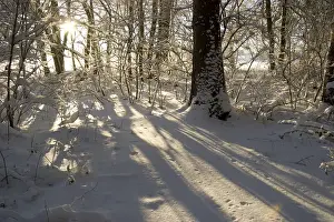 Snow covered forest in morning sun