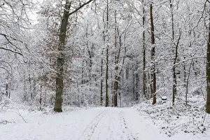 Category Forests Prints: Snow-covered forest path in the Friedewald near Niederau