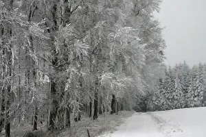 Snow-covered forest path on a gloomy winter's day<br> Snow-covered forest path on a gloomy winter's day