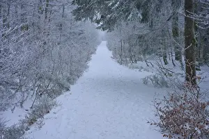 Snow-covered forest path leads quietly and secluded through the winter forest