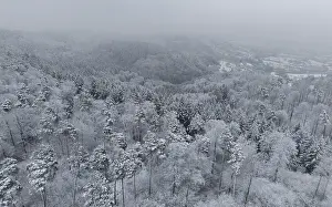 Snow-covered forest shrouded in mist