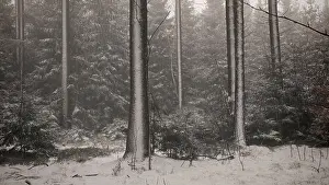 Snow-covered forest with tall trees in a quiet winter environment