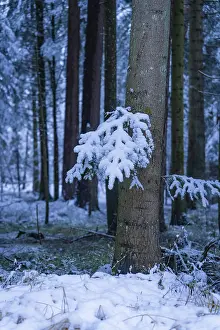 Snow-covered grove with trees in a winter forest