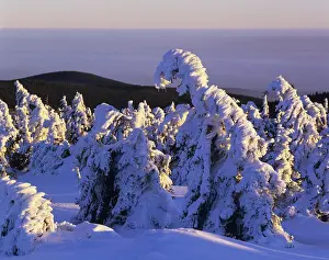 Snow covered Norway spruces (Picea abies) on Mt Brocken