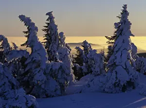Snow covered Norway spruces (Picea abies) on Mt Brocken
