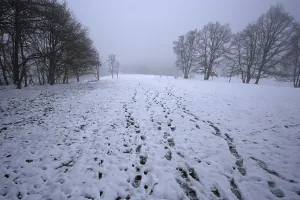 Snow-covered path through a field in a wooded winter area