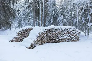 A snow covered pile of logs harvested in winter forest all ready for transport