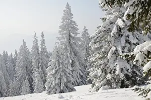 Snow-covered pine trees, Spruces (Picea abies) in a winter forest