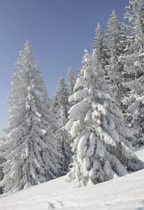 Snow-covered pine trees, Spruces (Picea abies) in a winter forest