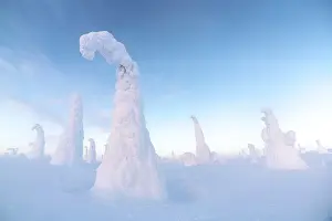 Snow-covered pines, Riisitunturi National Park