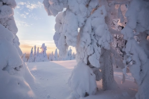 Snow-covered pines, Riisitunturi National Park