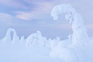 Snow-covered pines, Riisitunturi National Park
