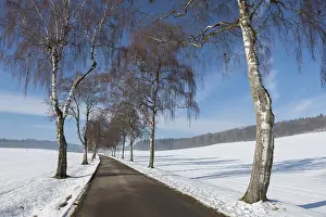 Snow-covered road with birch tree alley and blue sky