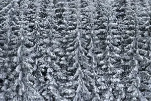 Snow-covered spruce forest on a slope