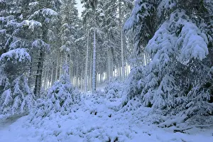 Snow-covered spruce forest, winter