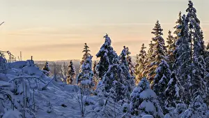 Snow-covered spruce trees (picea) at a pastel-coloured sunset