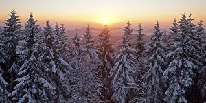 Snow covered spruce trees at sunset in winter