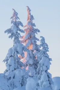 Snow-covered spruces in the evening light