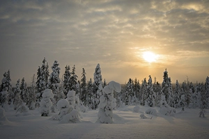 Snow-covered spruces, Fjell in winter