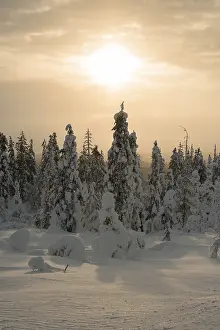 Snow-covered spruces, Fjell in winter